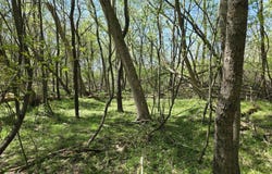 V/L Bellevue, Bellevue, MI 49021