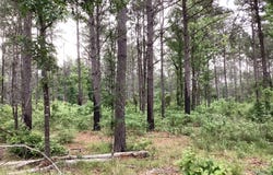 Hwy 24, Prescott, AR 71857
