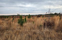 Tract 10 Park Road, Cassatt, SC 29032