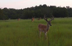 1274 County Road 110, Hamilton, TX 76531
