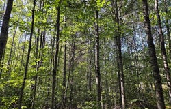 15 W Rapids Road, Tomahawk, WI 54539