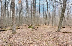 Morrison Hill Rd, Tidioute, PA 16351