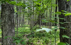 Jacobs Ladder Rd lot: 9, Becket, MA 01223
