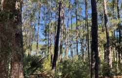 8366 Palmetto Road, Edisto Island, SC 29438