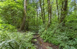 56570 NW STRASSEL Rd, ForestGrove, OR 97116
