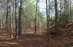 307 FOOTHILLS DRIVE, STERRETT, AL 35147