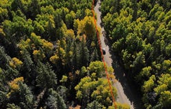 FSR 250, Jasper, CO 81132