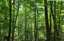 Hollow Point Drive, West Jefferson, NC 28694
