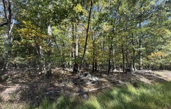 Paper Birch N, Tafton, PA 18464
