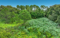 15401 PENDIO Drive, Montverde, FL 34756