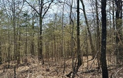 Able Drive lot: 0, St Joe, AR 72675