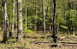 Tract 4 Walker Way, Monroe City, MO 63456
