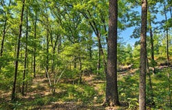 Diamond Bluff Road, Quitman, AR 72131