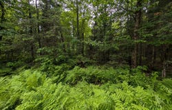 DAVIES RD lot: 2, Phelps, WI 54554