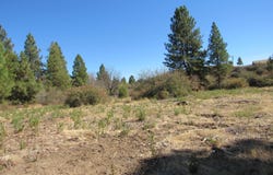 Forest View Drive, Chiloquin, OR 97624