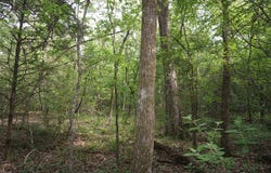TBD2 CR 1200, Malakoff, TX 75148