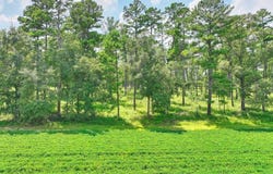 2501 Stringer Rd, Thomasville, GA 31792
