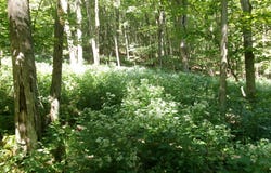 478 Dunham Road, Smyrna, NY 13464