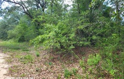 Persimmons Lane, Marianna, FL 32448