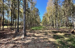 Swamp Road, Carthage, MS 39051