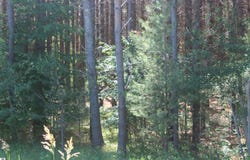 00 STONE CIRCLE DRIVE, KEWADIN, MI 49648