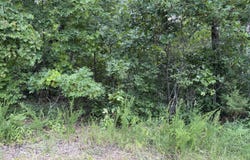 State Hwy. 76, Cape Fair, MO 65624