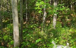 4602W HWY 70, Winter, WI 54896