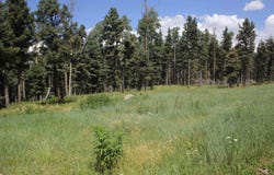 Elk Horn lot: 83, Black Lake, NM 87710