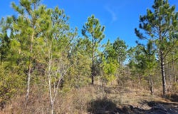 Fender Rd, Naylor, GA 31641