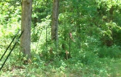 County Road 3940, Mountain View, MO 65548