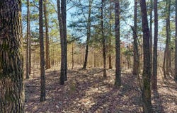 102 Guy Lane, Quitman, AR 72131
