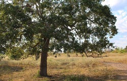 Parcel 1 Lobo Lane, Columbus, TX 78934