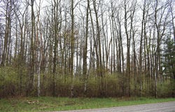 V/L Pratt Road, Ossineke, MI 49766