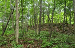 Williams Rd, Gouverneur, NY 13642