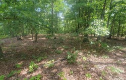 Elk Creek, MO 65464