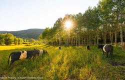 8500 & Tbd Snowmass Creek Road, Snowmass, CO 81654