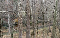 Stinking Creek Rd, LaFollette, TN 37766