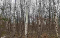 ON COUNTY ROAD E lot: 8426-2, Tomahawk, WI 54487