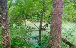 1602 Turkey Creek Road, Mountain View, AR 72560