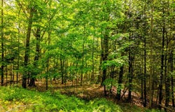 Narrows Road, Lincolnville, ME 04849