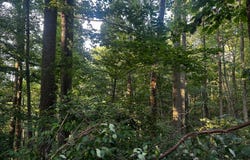 Gum Stump Rd W, Aid, OH 45659