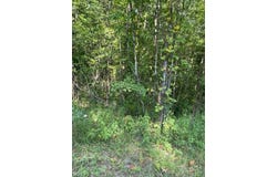 Wilder, TN 38589