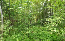 00 W US-23, CHEBOYGAN, MI 49721