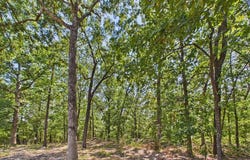 Wild Turkey Run, Urbana, MO 65767