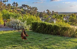 1830 Lucerne Circle, San Marcos, CA 92078