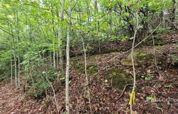 Gumtree Road, Beech Mountain, NC 28604