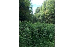 Cane Creek Mtn. Road, Tellico Plains, TN 37385