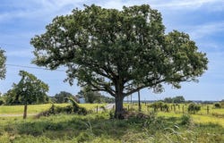 210 Lcr 822, Groesbeck, TX 76642