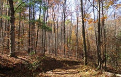 Gordon Brook Road, Scio, NY 14880