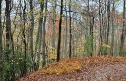 Poplar Ridge Ln, Franklin, NC 28734